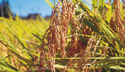 ��˹��--ȫ�����ݻ�����Ϸƽ̨