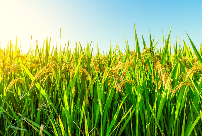 ��˹��--ȫ�����ݻ�����Ϸƽ̨